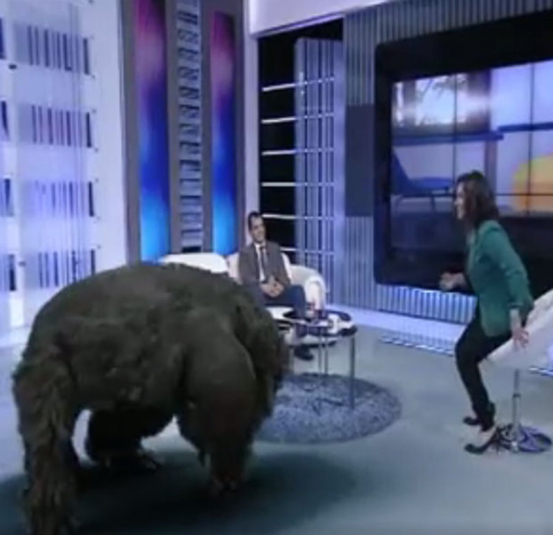 فيديو انتقادات لاذعة لقناة النهار بسبب خدعة الغوريلا!